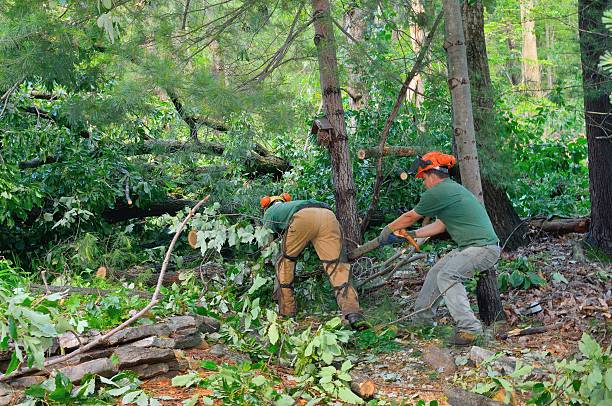 Best Arborist Services Near Me  in Trafford, PA